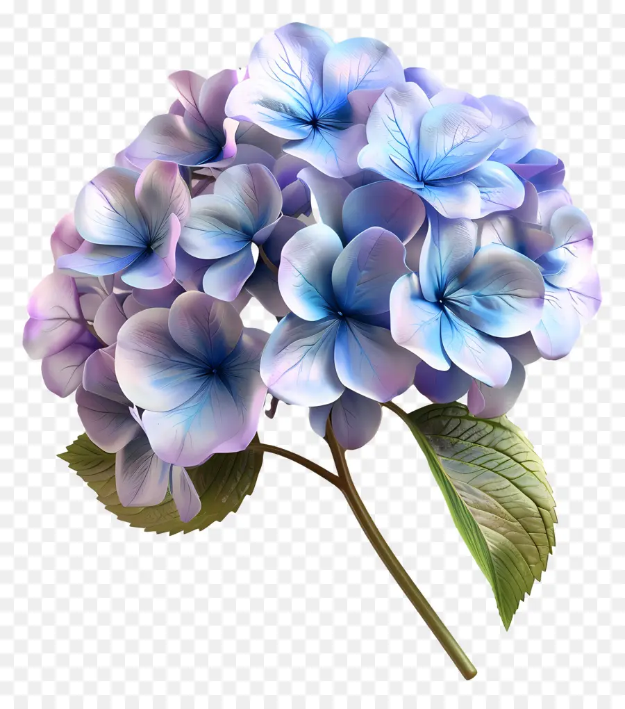 Fleur 3d，Hortensia PNG