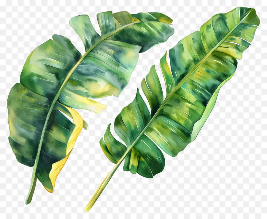 Feuilles De Bananier，Tropical PNG