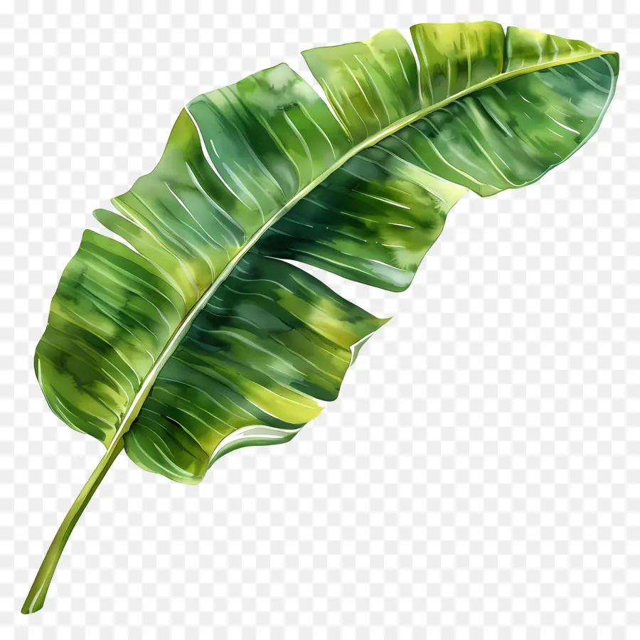 Feuille De Bananier，Feuilles De Bananier PNG