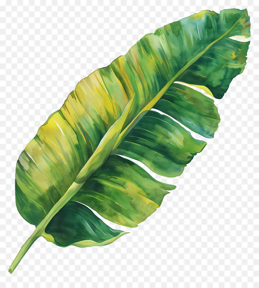 Feuille De Bananier，Feuilles De Bananier PNG