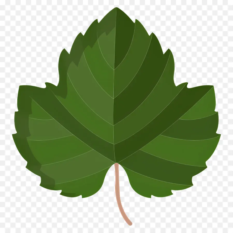 Feuilles De Vigne，Feuille Verte PNG