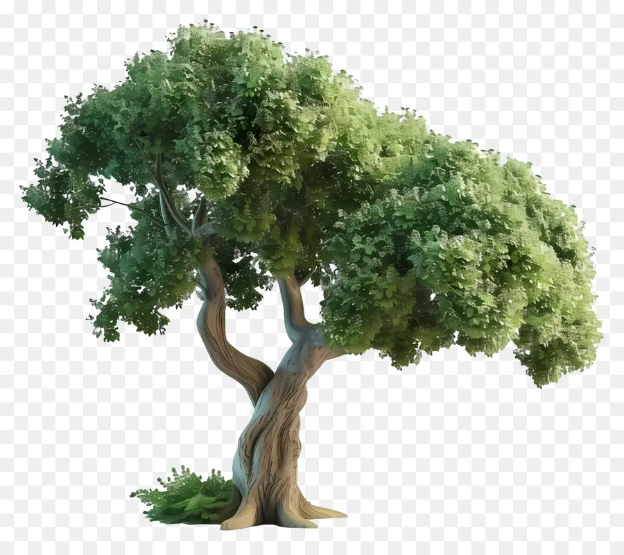 Arbre 3d，Arbre PNG