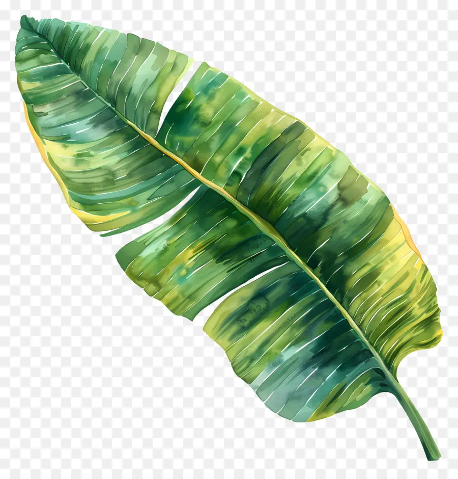 Feuille De Bananier，Feuilles De Bananier PNG