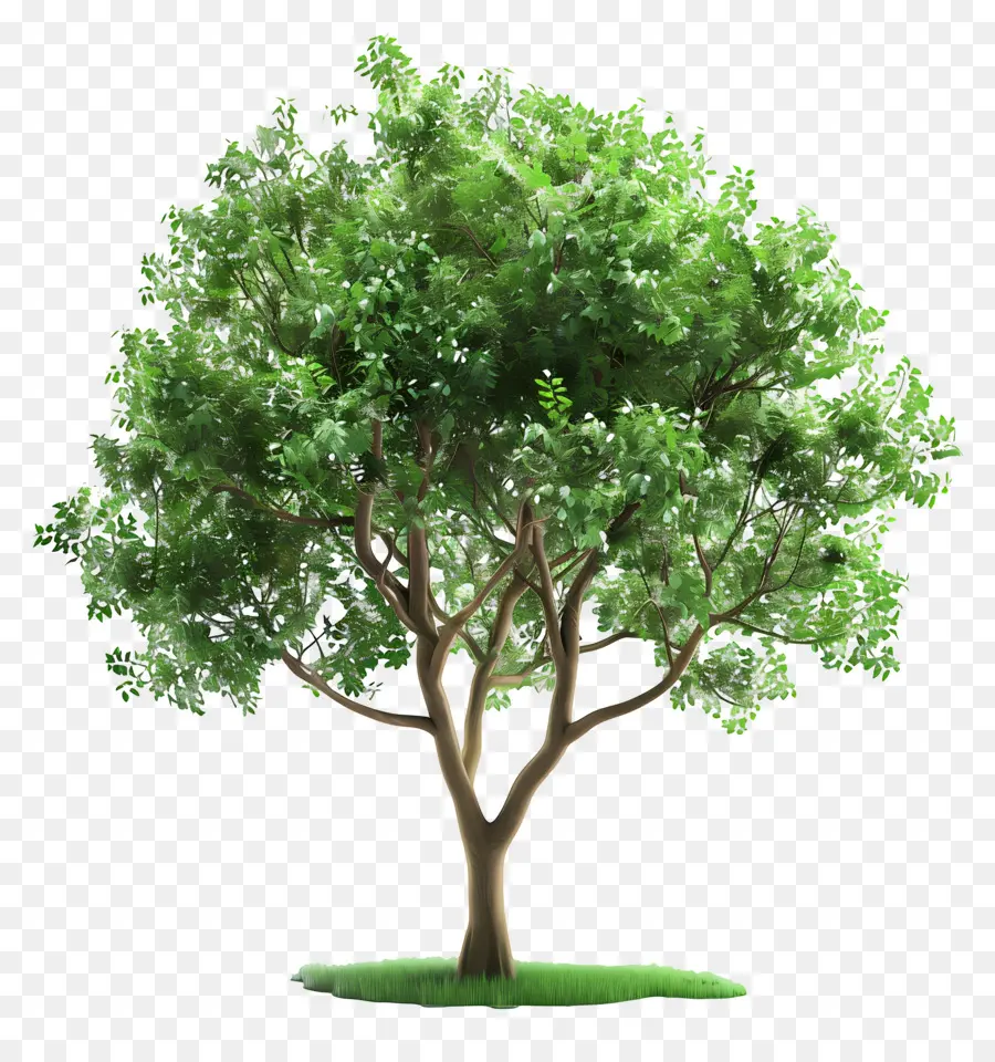 Arbre 3d，Arbre à Feuilles Vertes PNG