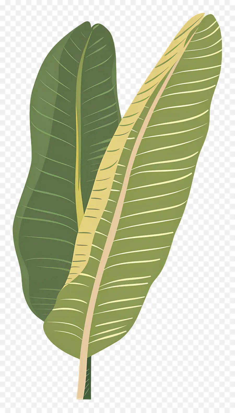 Feuilles De Bananier，Feuilles Colorées PNG