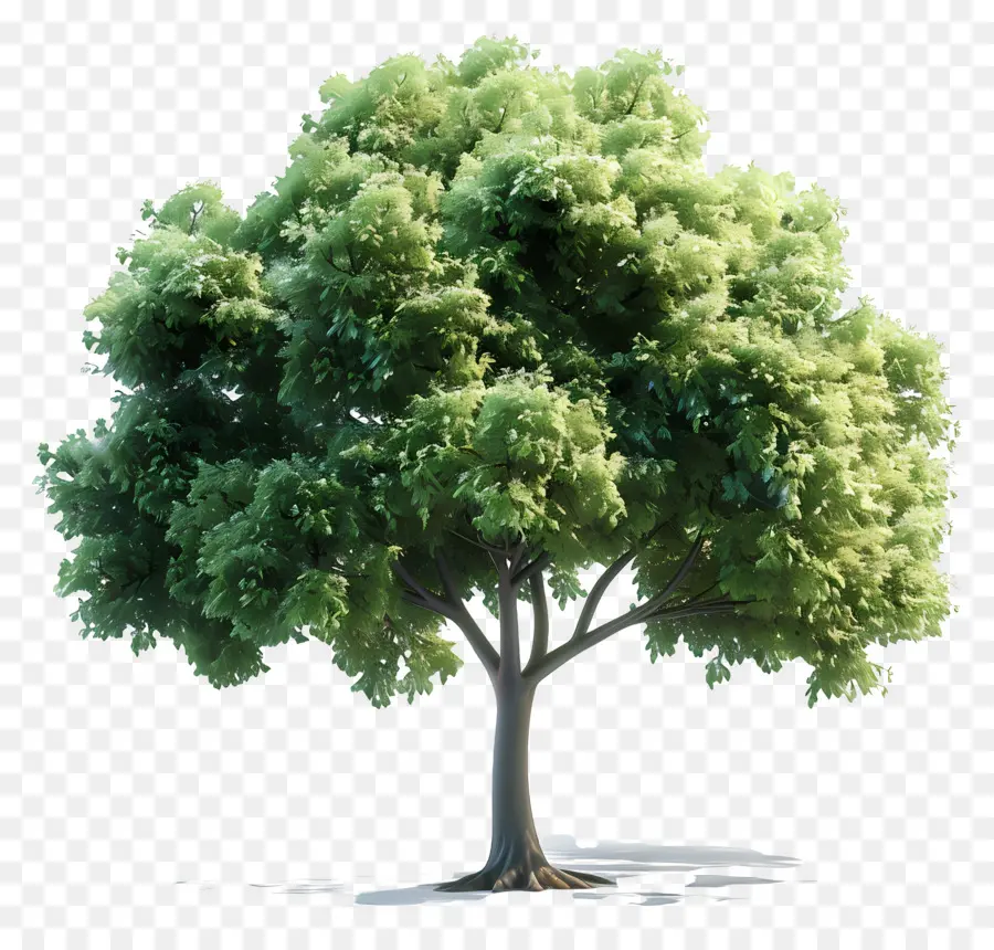 Arbre 3d，Arbre à Feuilles Vertes PNG