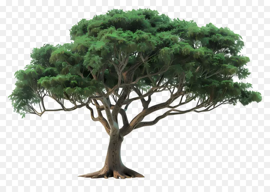 Arbre 3d，Arbre PNG