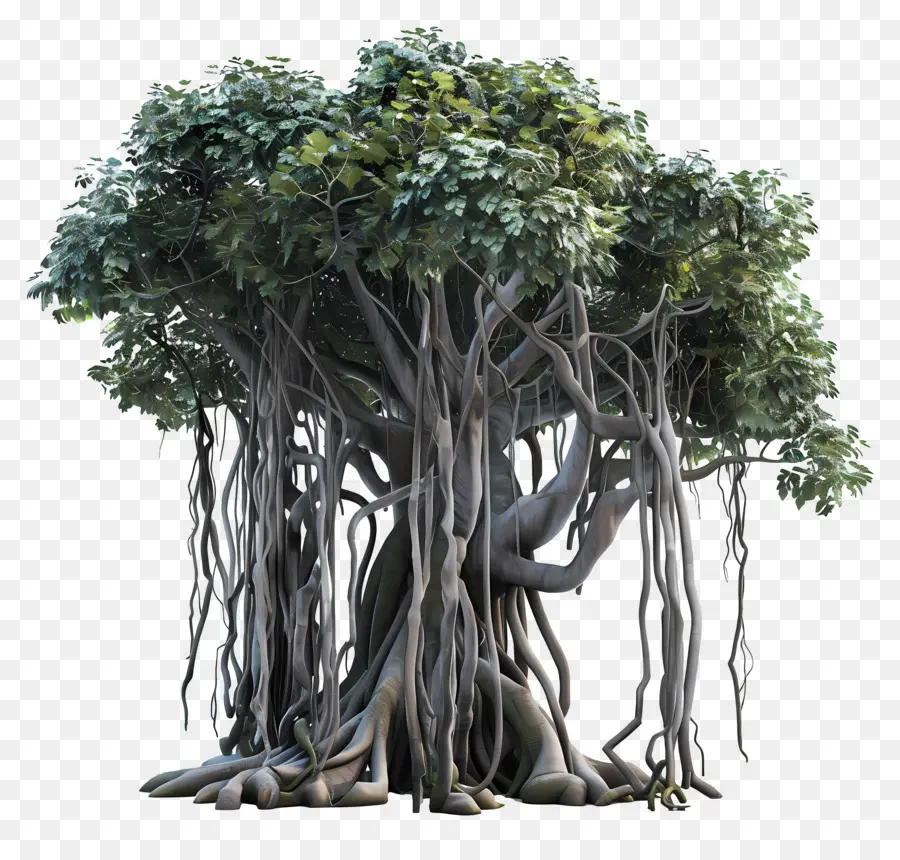 Arbre 3d，Banian PNG