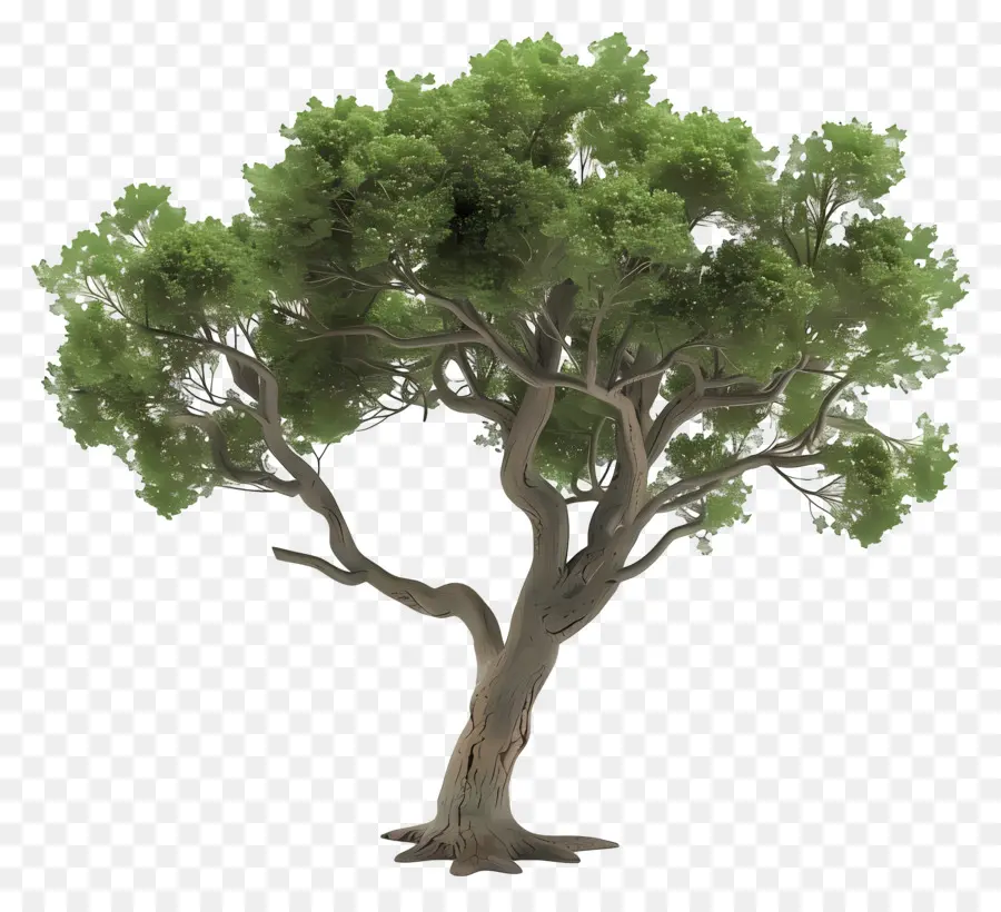 Arbre 3d，Arbre PNG