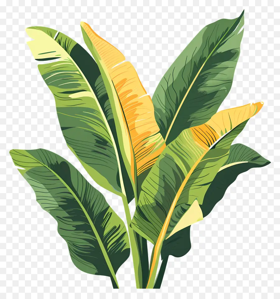 Feuilles De Bananier，Feuilles Vertes PNG