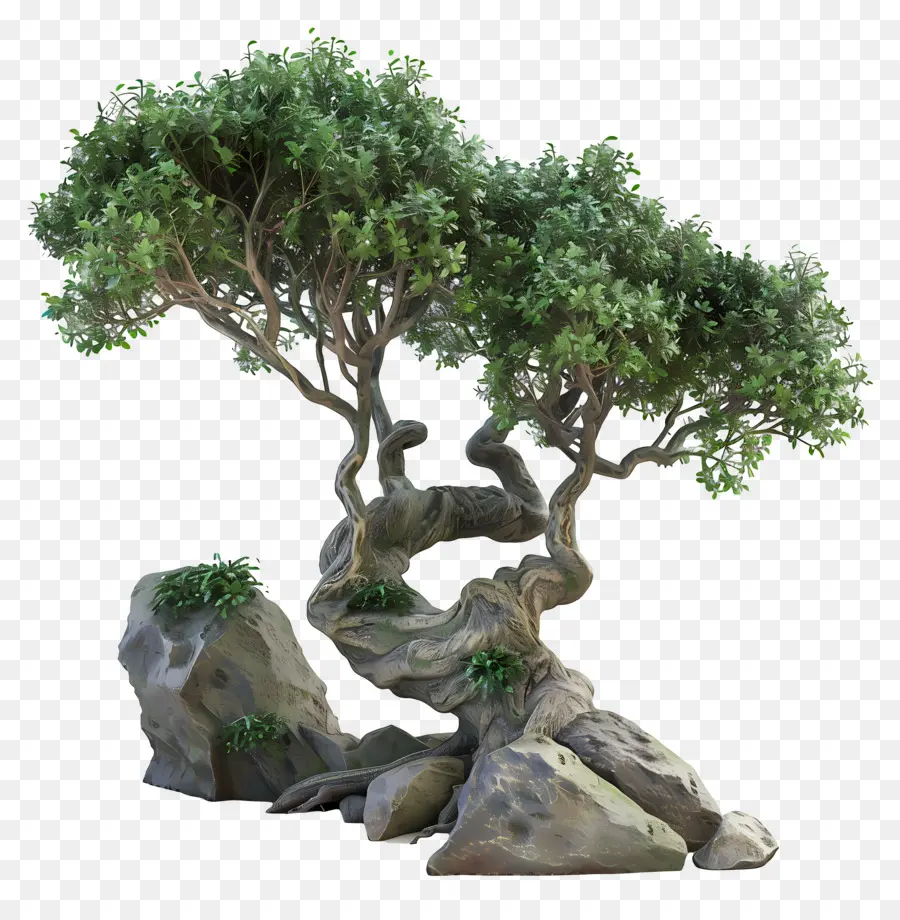 Arbre 3d，Bonsaï PNG