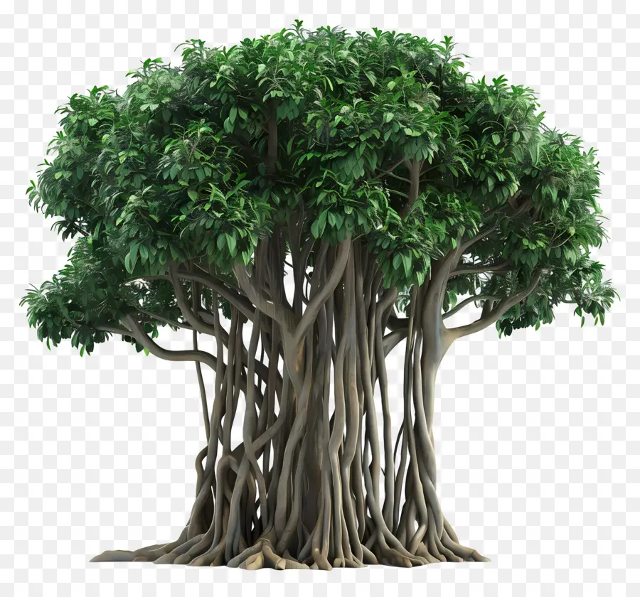 Arbre 3d，Arbre PNG