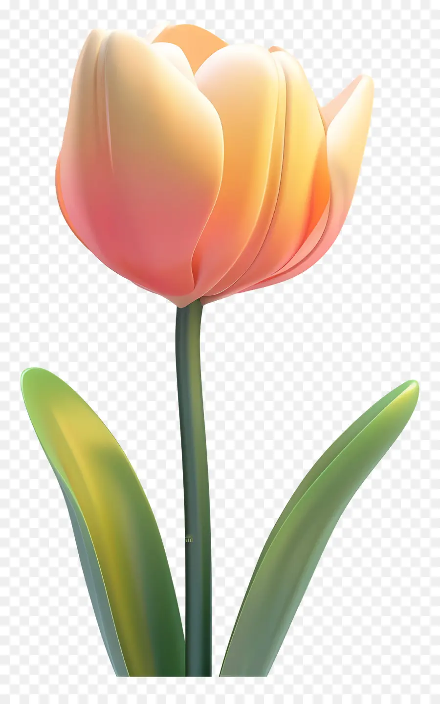 Fleur 3d，Tulipe PNG