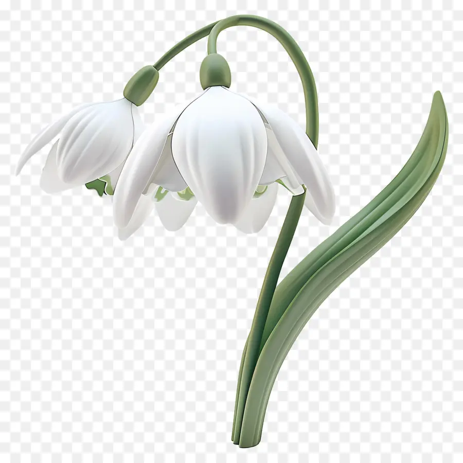 Fleur 3d，Perce Neige PNG