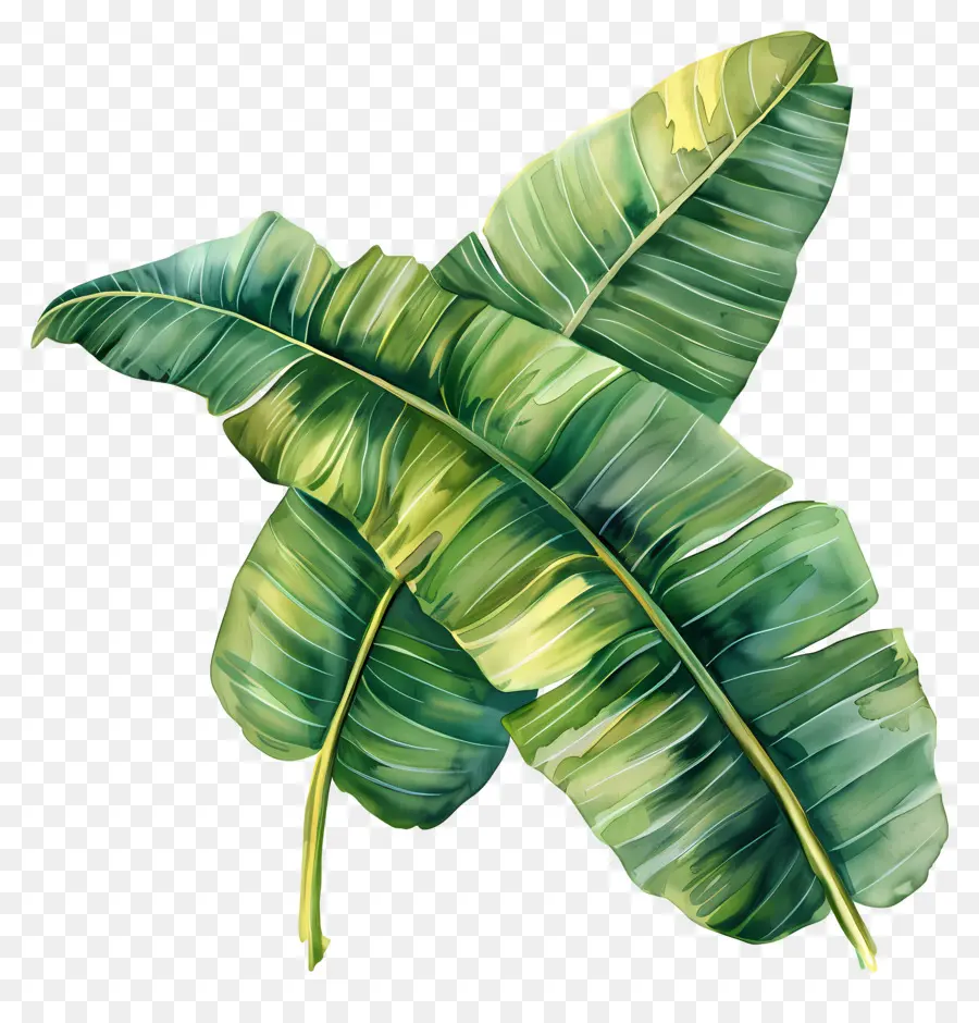 Feuilles De Bananier，Tropical PNG