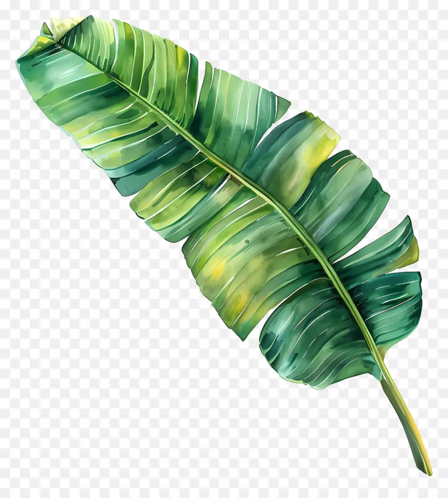 Feuille De Bananier，Feuilles De Bananier PNG