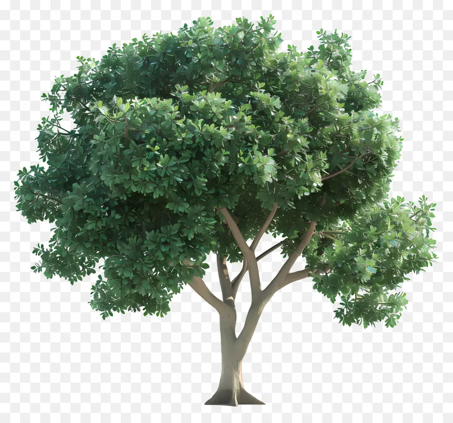 Arbre 3d，Arbre à Feuilles Vertes PNG