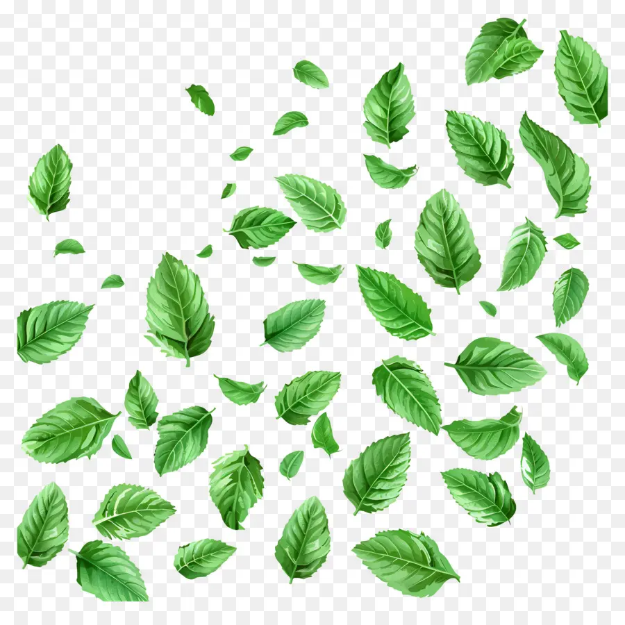 Feuilles Qui Tombent，Feuilles De Menthe PNG