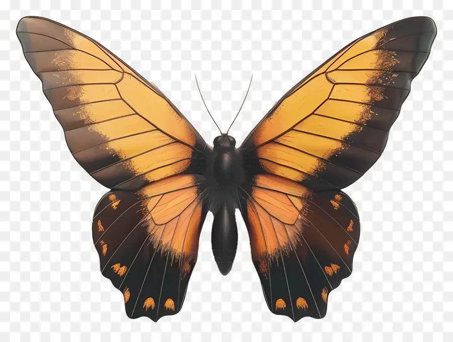 Papillon Animé，Papillon Coloré PNG