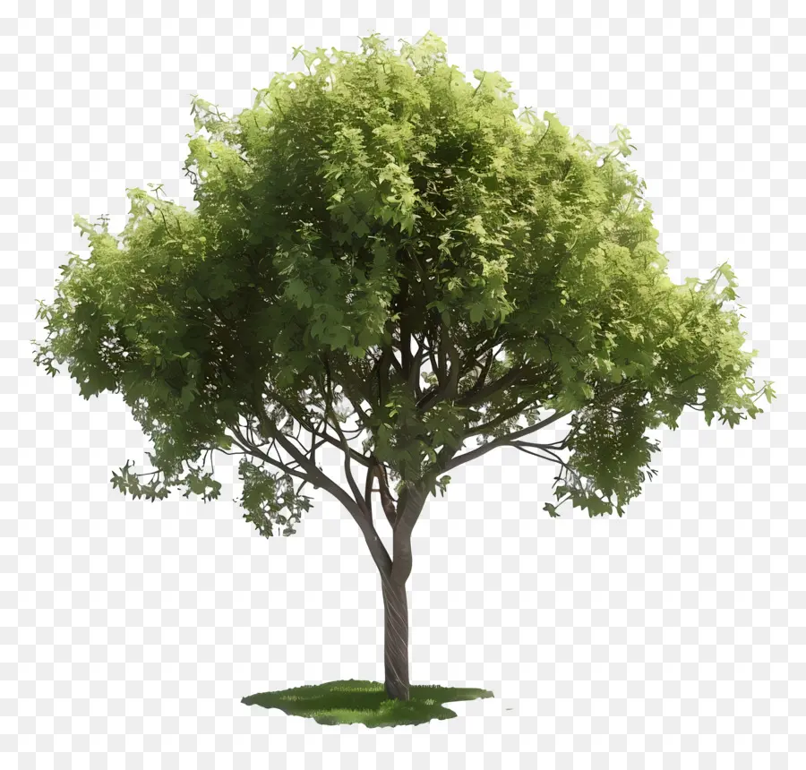 Arbre Animé，Arbre à Feuilles Vertes PNG