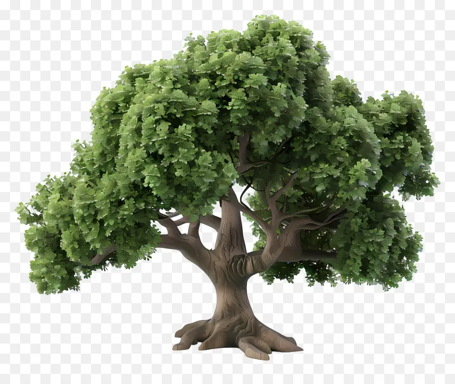 Arbre 3d，Arbre PNG