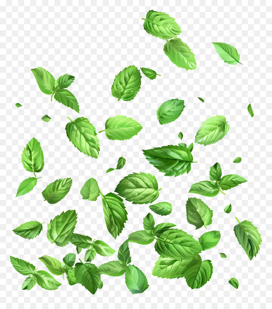 Feuilles Qui Tombent，Feuilles De Menthe PNG