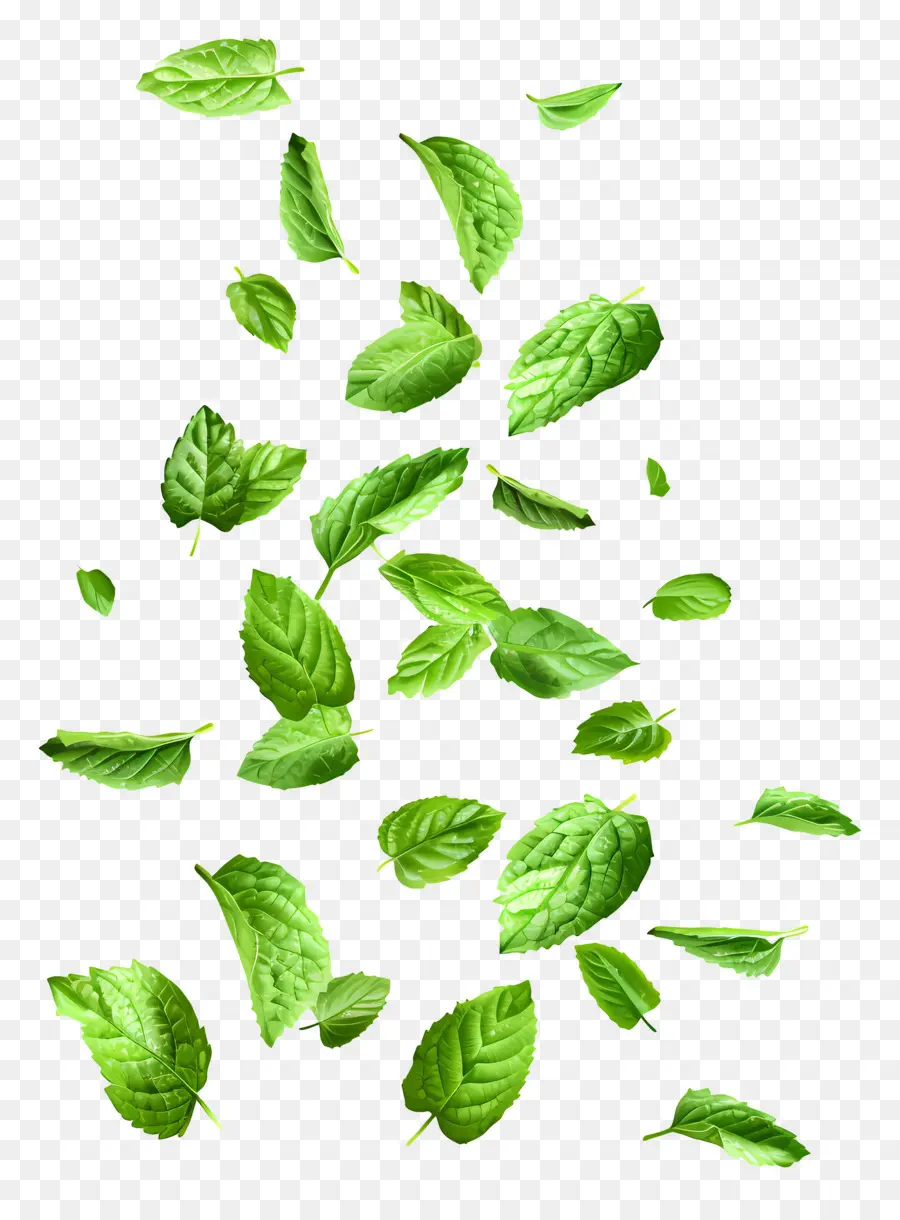 Feuilles Qui Tombent，Feuilles De Menthe PNG