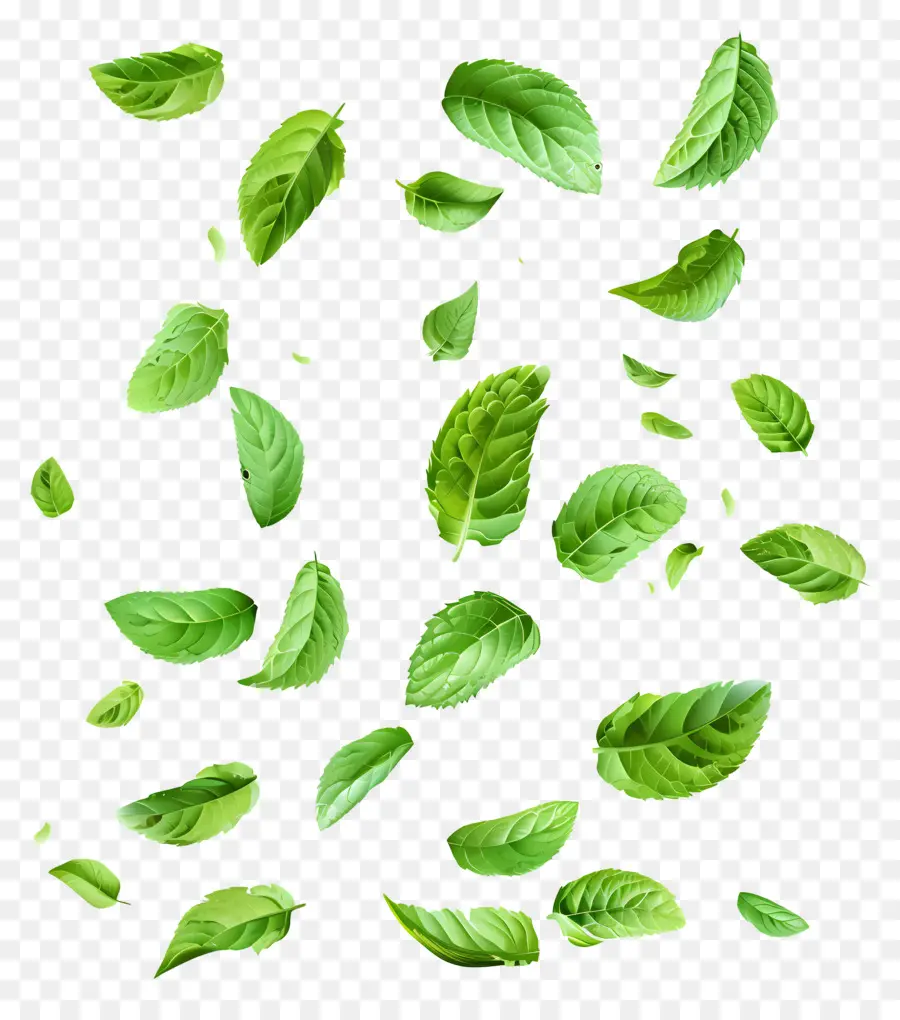 Feuilles Qui Tombent，Feuilles De Menthe PNG