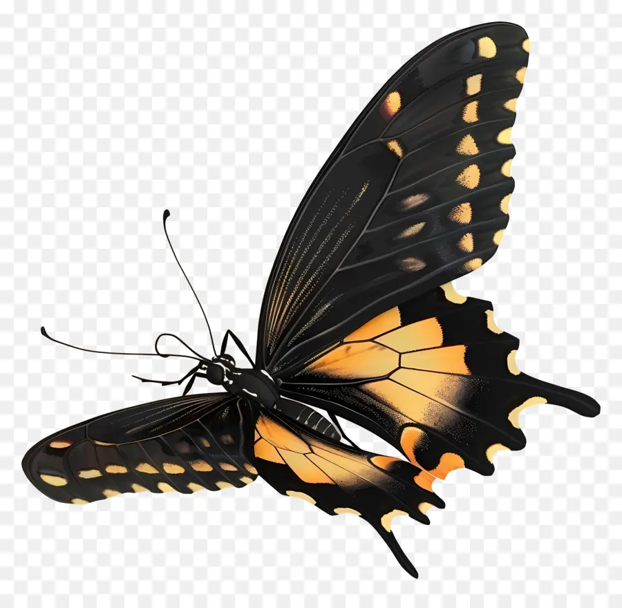 Papillon Animé，Papillon Jaune PNG