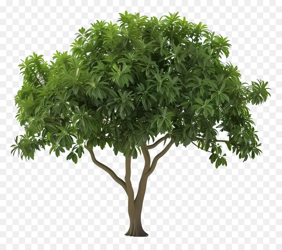 Arbre Animé，Arbre PNG