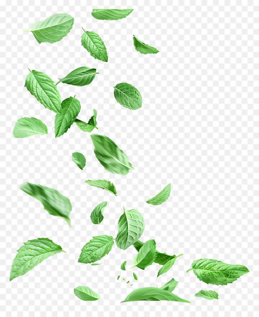 Feuilles Qui Tombent，Feuilles De Menthe PNG