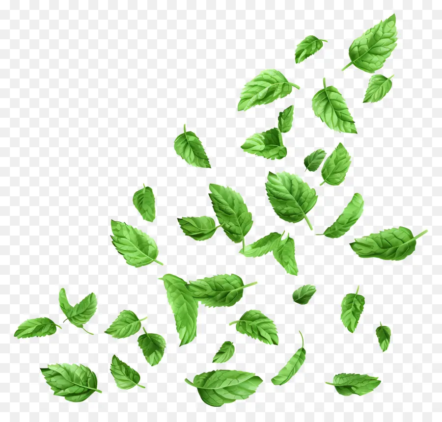 Feuilles Qui Tombent，Feuilles De Menthe PNG