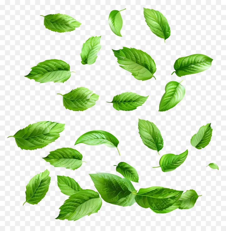 Feuilles Qui Tombent，Feuilles De Menthe PNG