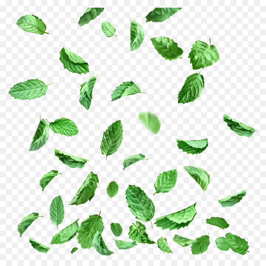 Feuilles Qui Tombent，Feuilles De Menthe PNG