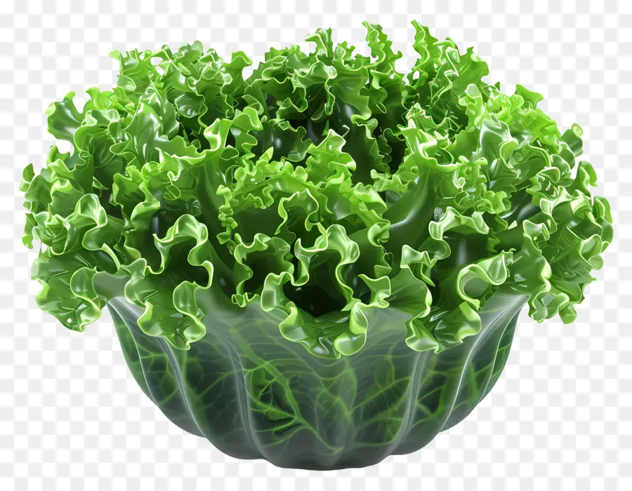 Salade Verte，Laitue Verte PNG