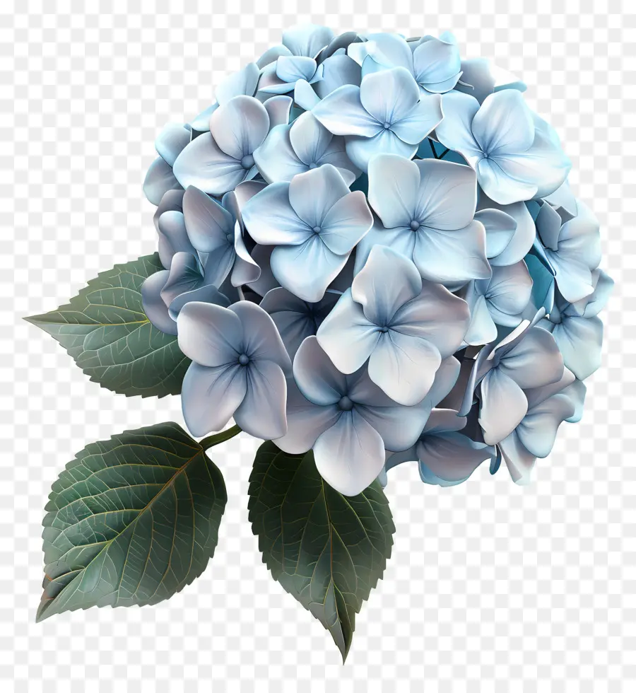 Fleur 3d，Hortensia PNG