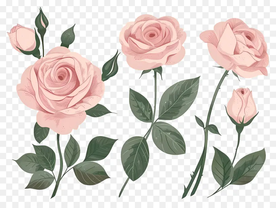 Roses Roses，Tiges De Roses PNG