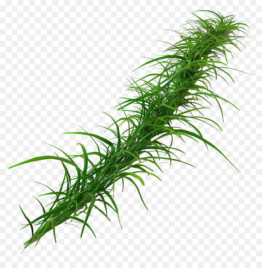 Herbe Longue，Plante Verte PNG