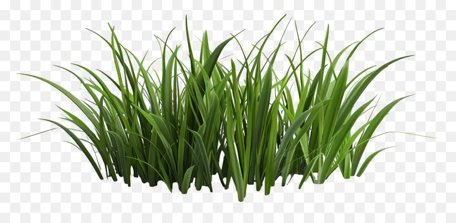 Herbe Longue，Herbe PNG