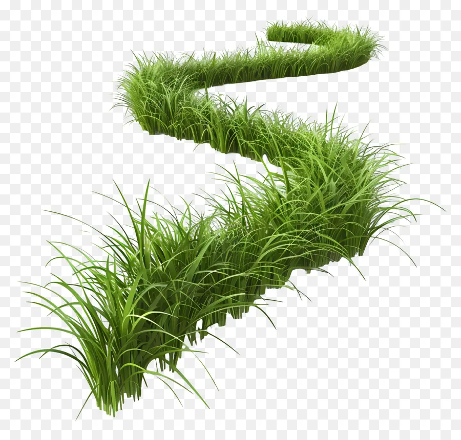 Herbe Longue，Herbe Verte PNG