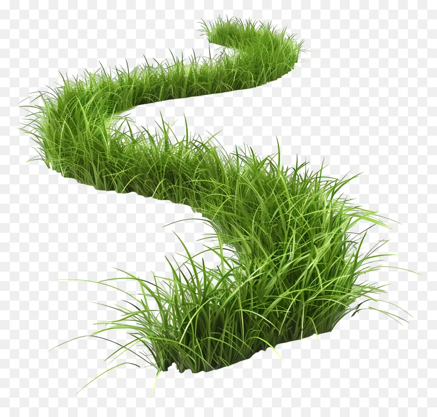 Herbe Longue，Herbe Verte PNG