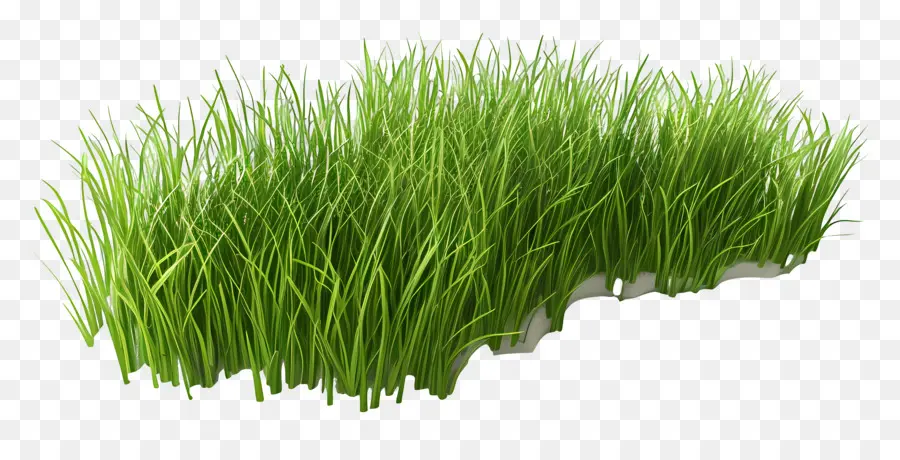 Herbe Longue，Herbe PNG