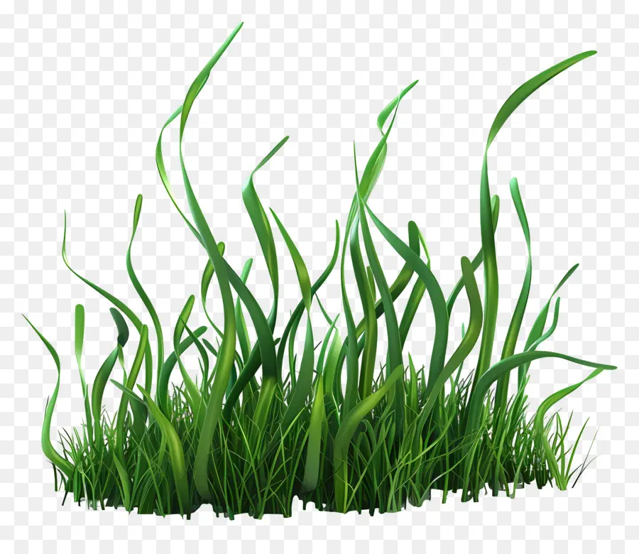 Herbe Longue，Herbe Verte PNG