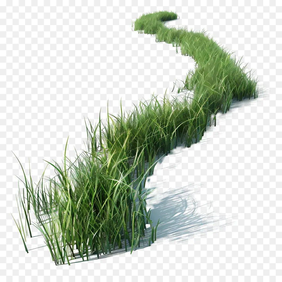 Herbe Longue，Herbe PNG