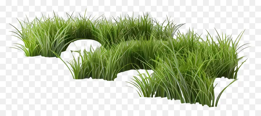 Herbe Longue，Herbe PNG