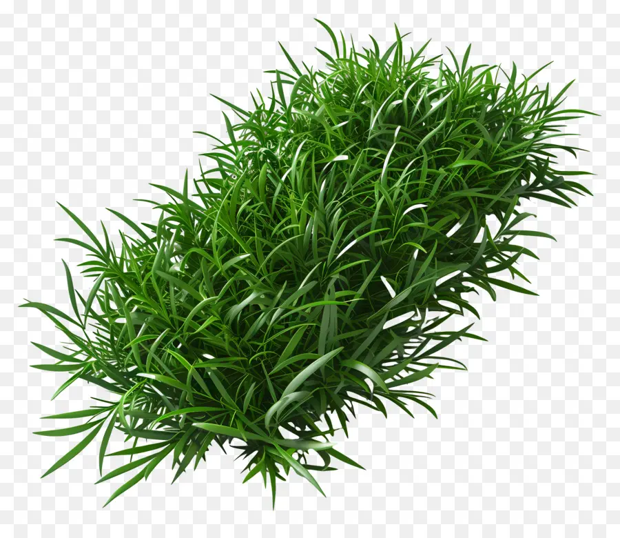 Herbe Longue，Usine PNG