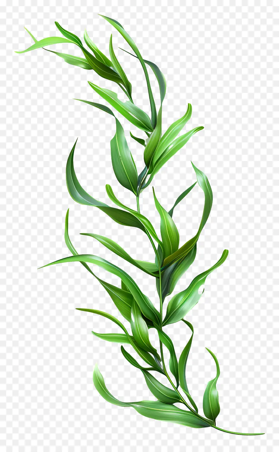 Herbe Longue，Algue PNG