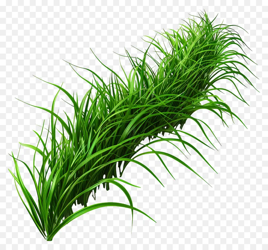 Herbe Longue，Plante Verte PNG