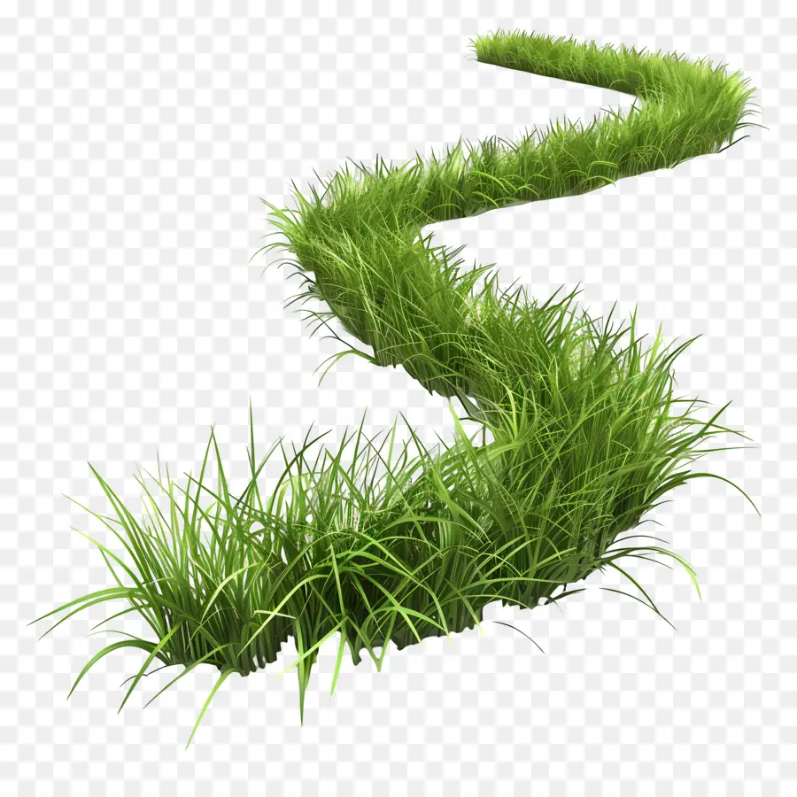 Herbe Longue，Herbe Verte PNG