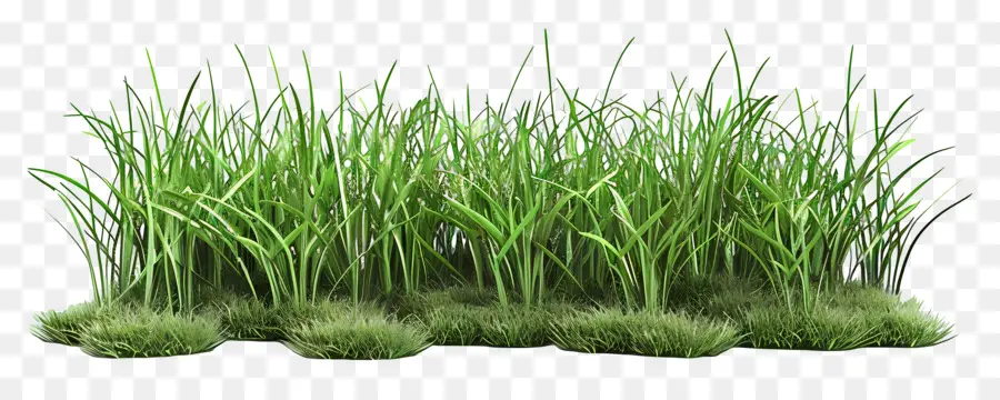 Herbe Longue，Herbe PNG